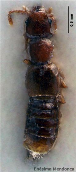 Hypomedon debilicornis (Wollaston, 1857)